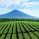 Kebun Teh Kerinci – Pesona Alam, Produk Unggulan, dan Manfaat Wisata Agro di Jambi