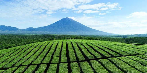 Kebun Teh Kerinci – Pesona Alam, Produk Unggulan, dan Manfaat Wisata Agro di Jambi
