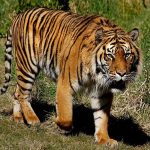 Binatang-Binatang yang Ada di Hutan Tropis: Panduan Menjelajah & Perlengkapan Observasi