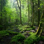 Menjelajahi Hutan Tropis Kerinci: Panduan Trekking, Perlengkapan, dan Pengalaman Eksotis